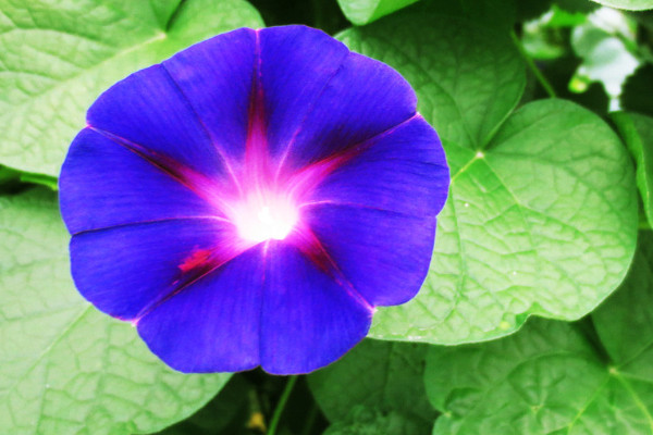 <a href='https://www.861230.com/guanhuazhiwu/6858.html' target='_blank'><u>牵牛花</u></a>种子能播在院子里吗