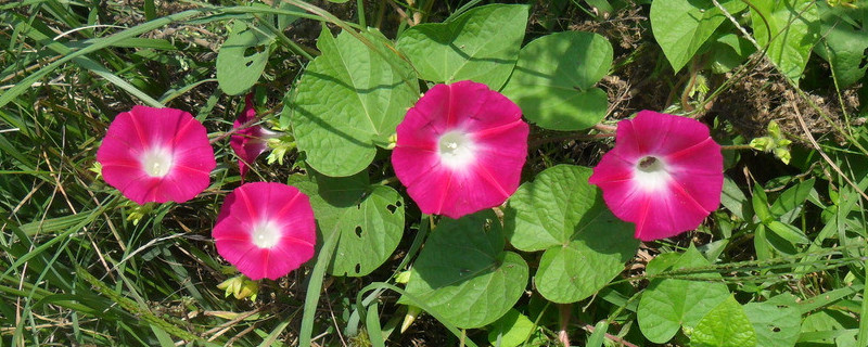 盆栽<a href='https://www.861230.com/guanhuazhiwu/6858.html' target='_blank'><u>牵牛花</u></a>能活多久
