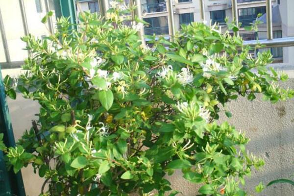 <a href='https://www.861230.com/guanhuazhiwu/6589.html' target='_blank'><u>金银花</u></a>的修剪方法，4步即可完成<a href='https://www.861230.com/guanhuazhiwu/6589.html' target='_blank'><u>金银花</u></a>的修剪