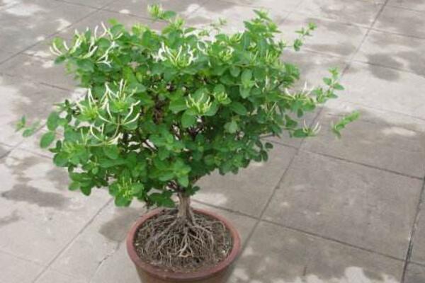 <a href='https://www.861230.com/guanhuazhiwu/6589.html' target='_blank'><u>金银花</u></a>的修剪方法，4步即可完成<a href='https://www.861230.com/guanhuazhiwu/6589.html' target='_blank'><u>金银花</u></a>的修剪