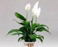 白掌(一帆风顺)的花语是什么 一切顺利