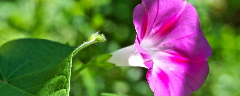 <a href='https://www.861230.com/guanhuazhiwu/6858.html' target='_blank'><u>牵牛花</u></a>换盆怎么才能爆盆