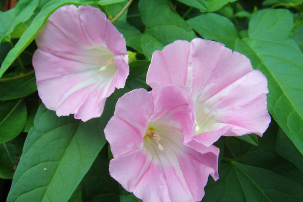 <a href='https://www.861230.com/guanhuazhiwu/6858.html' target='_blank'><u>牵牛花</u></a>换盆怎么才能爆盆