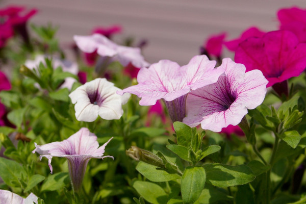 <a href='https://www.861230.com/guanhuazhiwu/6858.html' target='_blank'><u>牵牛花</u></a>换盆怎么才能爆盆