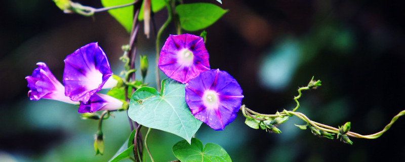 <a href='https://www.861230.com/guanhuazhiwu/6858.html' target='_blank'><u>牵牛花</u></a>种子能保存多久