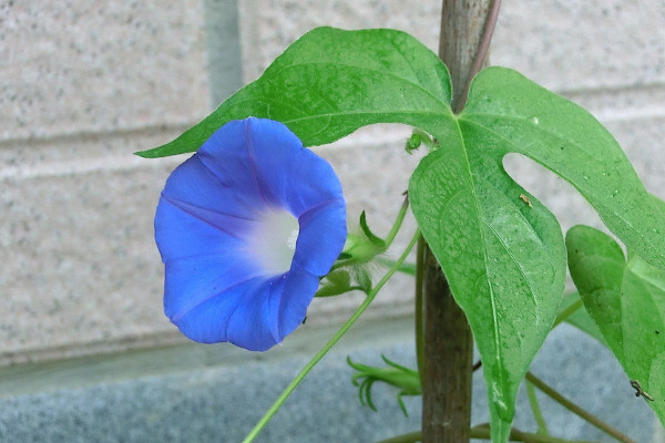 <a href='https://www.861230.com/guanhuazhiwu/6858.html' target='_blank'><u>牵牛花</u></a>种子能保存多久