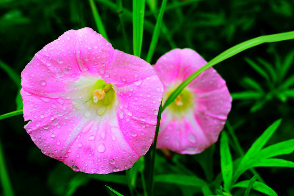 <a href='https://www.861230.com/guanhuazhiwu/6858.html' target='_blank'><u>牵牛花</u></a>种子能保存多久