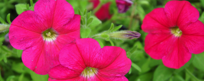 <a href='https://www.861230.com/guanhuazhiwu/6858.html' target='_blank'><u>牵牛花</u></a>叶子发黑是有病毒啊