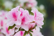粉色杜鹃花语是什么，坚韧乐观的心态