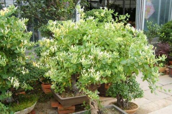 <a href='https://www.861230.com/guanhuazhiwu/6589.html' target='_blank'><u>金银花</u></a>的扦插技术，春秋季节扦插成活率最高
