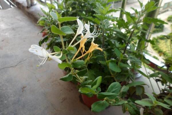 <a href='https://www.861230.com/guanhuazhiwu/6589.html' target='_blank'><u>金银花</u></a>的扦插技术，春秋季节扦插成活率最高