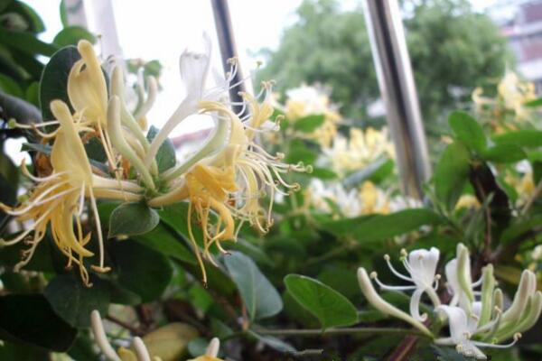 <a href='https://www.861230.com/guanhuazhiwu/6589.html' target='_blank'><u>金银花</u></a>苗种植技术，4步即可完成<a href='https://www.861230.com/guanhuazhiwu/6589.html' target='_blank'><u>金银花</u></a>的种植