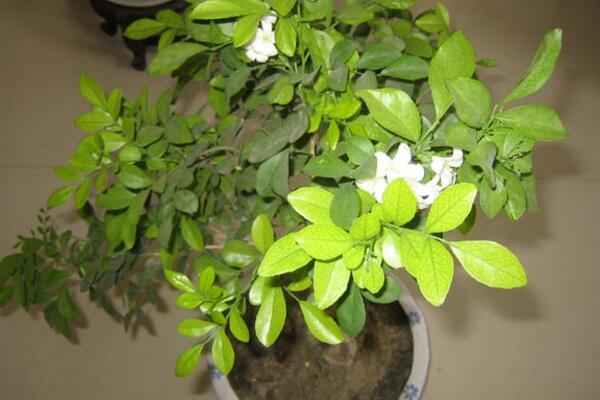 <a href='https://www.861230.com/guanhuazhiwu/6673.html' target='_blank'><u>九里香</u></a>开花时间，在每年的4~8月绽放