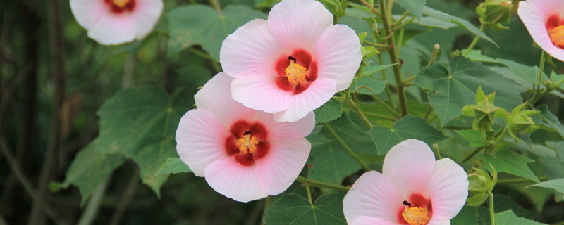 <a href='https://www.861230.com/guanhuazhiwu/6858.html' target='_blank'><u>牵牛花</u></a>可以往下长吗