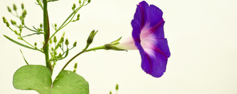 <a href='https://www.861230.com/guanhuazhiwu/6858.html' target='_blank'><u>牵牛花</u></a>的颜色有哪些