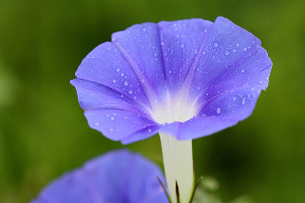 <a href='https://www.861230.com/guanhuazhiwu/6858.html' target='_blank'><u>牵牛花</u></a>的颜色有哪些