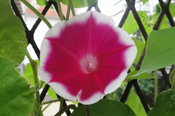 <a href='https://www.861230.com/guanhuazhiwu/6858.html' target='_blank'><u>牵牛花</u></a>的颜色有哪些