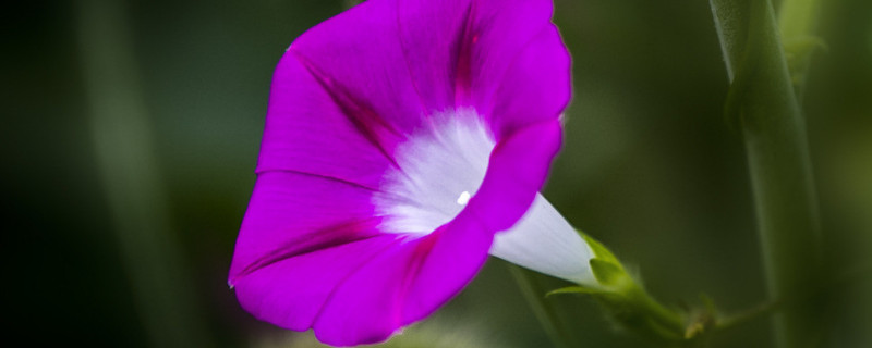 怎么种<a href='https://www.861230.com/guanhuazhiwu/6858.html' target='_blank'><u>牵牛花</u></a>的种子