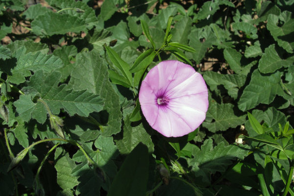 怎么种<a href='https://www.861230.com/guanhuazhiwu/6858.html' target='_blank'><u>牵牛花</u></a>的种子