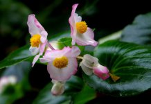 四季海棠花卉图片
