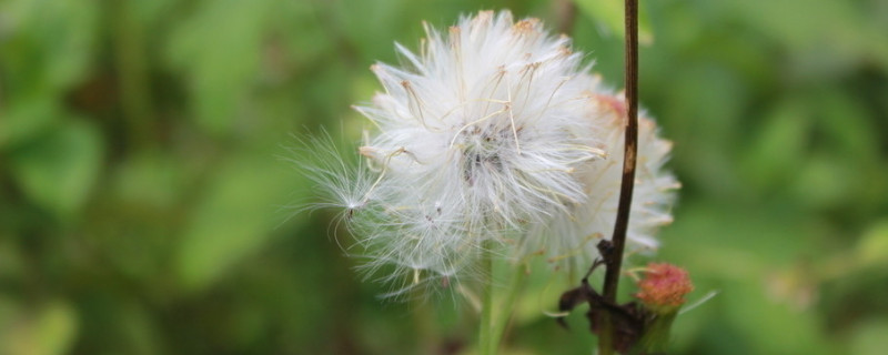 <a href='https://www.861230.com/guanhuazhiwu/7506.html' target='_blank'><u>蒲公英</u></a>多长时间割一茬