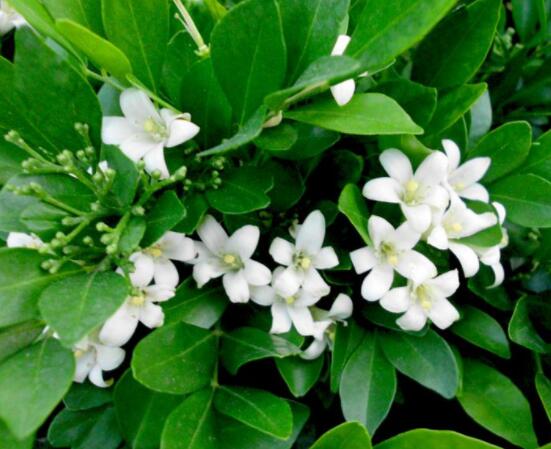 <a href='https://www.861230.com/guanhuazhiwu/6673.html' target='_blank'><u>九里香</u></a>花香的味道对人体有害吗，有害/导致头晕、胸闷