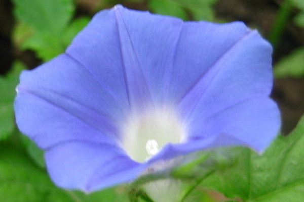<a href='https://www.861230.com/guanhuazhiwu/6858.html' target='_blank'><u>牵牛花</u></a>种子有休眠期吗
