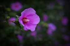 雨后木槿花图片