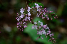 丁香花图片