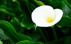 海芋花的栽培技术