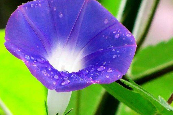 <a href='https://www.861230.com/guanhuazhiwu/6858.html' target='_blank'><u>牵牛花</u></a>怎么传播花粉