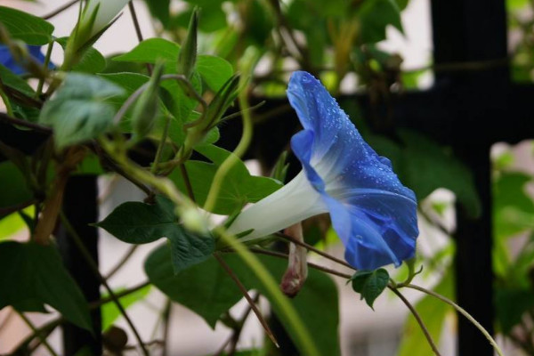 <a href='https://www.861230.com/guanhuazhiwu/6858.html' target='_blank'><u>牵牛花</u></a>移栽多久可以活
