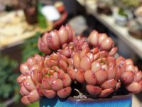 红宝石的繁殖方法