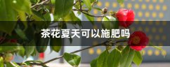 茶花夏天可以施肥吗