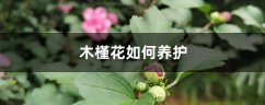 木槿花如何养护