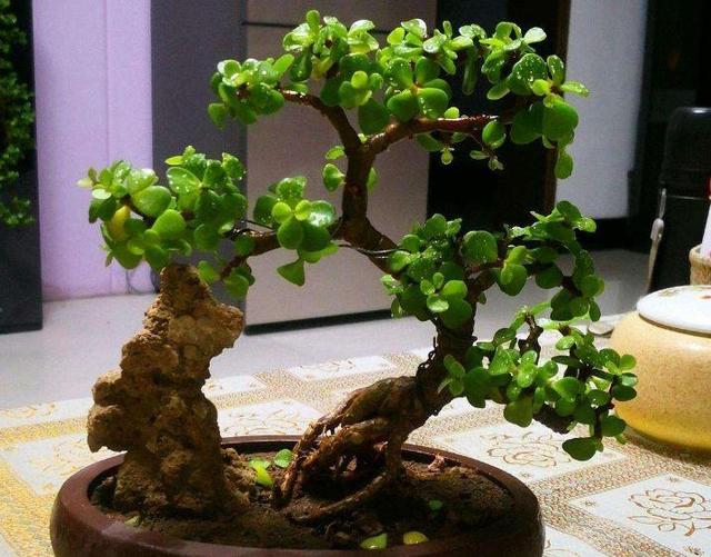 金枝玉叶人工栽培技术
