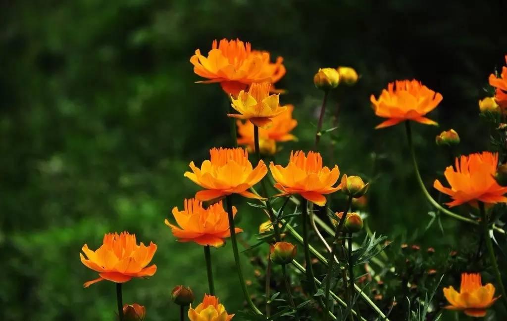 金<a href='https://www.861230.com/guanhuazhiwu/1062.html' target='_blank'><u>莲花</u></a>的繁殖方法