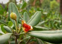 杜鹃花夏天怎么 杜鹃花养家庭养法