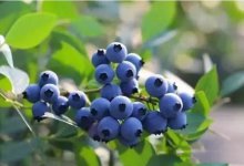蓝莓盆栽技术