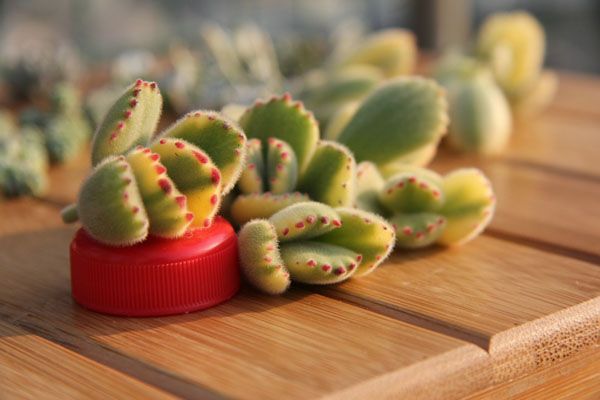 熊童子开花会死吗 开花后怎么养护