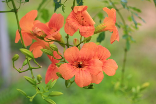 凌霄花花语是什么