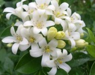 什么花有毒，盘点15种有毒鲜花(误食七窍流血而亡)
