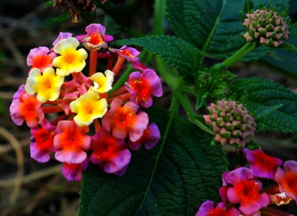 什么花有毒,盘点15种有毒鲜花(误食七窍流血而亡)