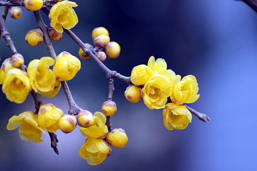 <a href='https://www.861230.com/guanhuazhiwu/6572.html' target='_blank'><u>蜡梅</u></a>的栽培技术