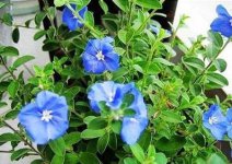 蓝星花的育植技术