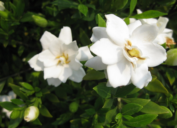 <a href='https://www.861230.com/guanhuazhiwu/11.html' target='_blank'><u>栀子花</u></a>