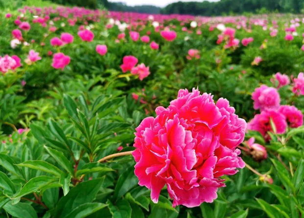 <a href='https://www.861230.com/guanhuazhiwu/6751.html' target='_blank'><u>芍药</u></a>花