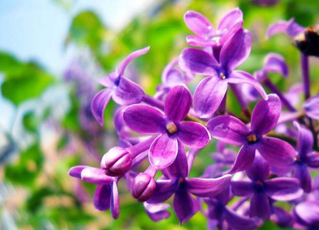 丁香花