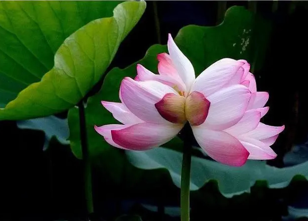 并蒂莲