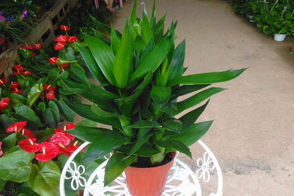 <a href='https://www.861230.com/guanhuazhiwu/1062.html' target='_blank'><u>莲花</u></a>竹的养殖方法